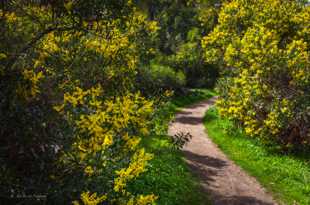 San Elijo Lagoon Trail-8614.jpg